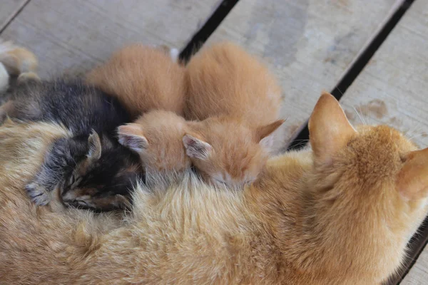 Närbild Gul Mamma Katt Ammar Sina Kattungar Trädgården — Stockfoto