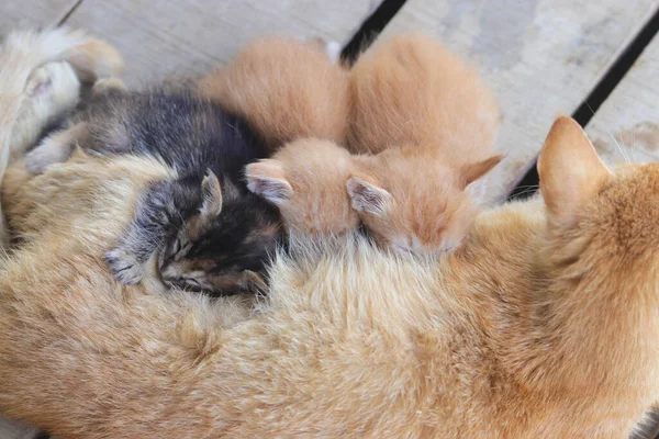 Vista Cerca Una Gata Madre Amarilla Amamantando Sus Gatitos Patio — Foto de Stock