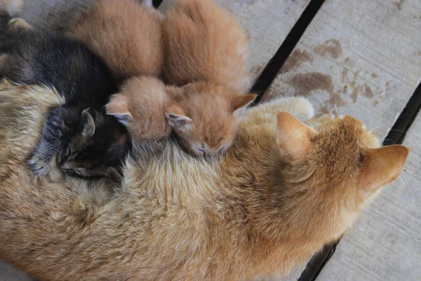 Close Zicht Van Een Gele Moeder Kat Verpleging Haar Kittens — Stockfoto