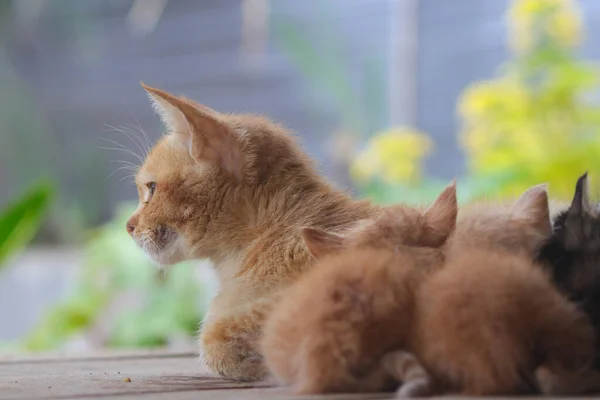 Nahaufnahme Einer Verschlafenen Und Einsamen Gelben Katze Die Tagträumt Während — Stockfoto