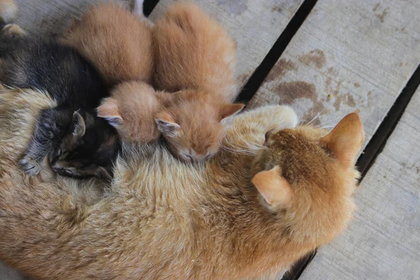 Close View Yellow Mother Cat Nursing Her Kittens Backyard — Stock Photo, Image