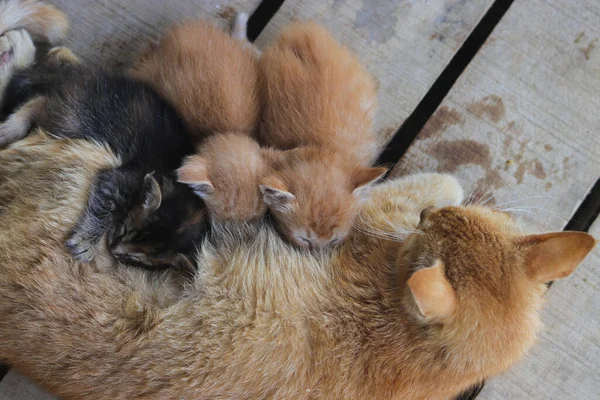 裏庭で彼女の子猫を看護黄色の母猫のクローズアップビュー — ストック写真