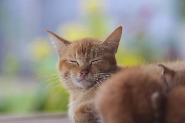 Close Zicht Van Een Slaperige Gele Kat Verpleging Haar Kittens — Stockfoto