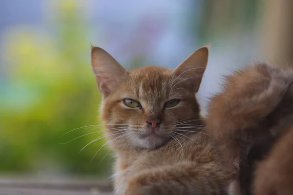 在后院 可以看到一只昏昏欲睡的黄猫正在用焦虑不安的绿色浇水喂它的小猫 — 图库照片