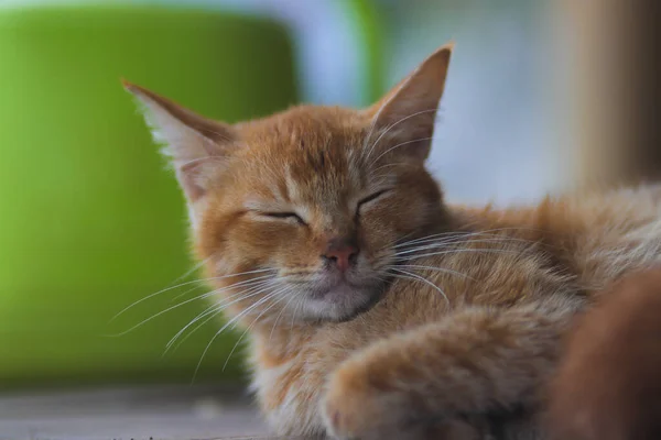 Γκρο Πλαν Άποψη Ενός Υπνηλία Κίτρινο Γάτα Defocus Πίσω Αυλή — Φωτογραφία Αρχείου