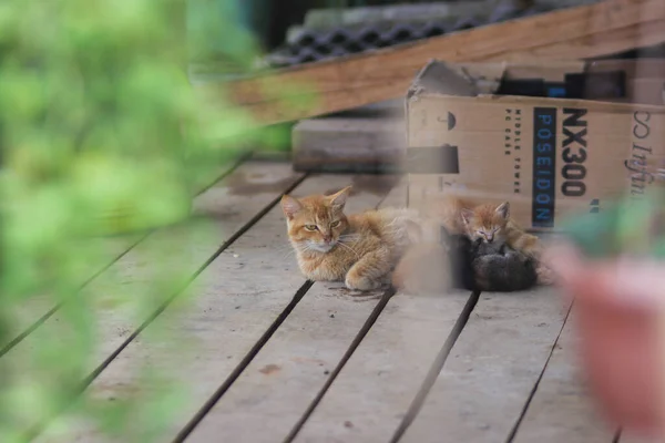 Närbild Sömnig Och Ensam Gul Katt Dagdrömmer Medan Hon Vårdar — Stockfoto