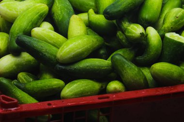 Kırmızı plastik bir kapta bulunan büyük bir grup salatalık geleneksel Endonezya pazarında satmaya hazır. Salatalık geçmişi ve tarım geçmişi