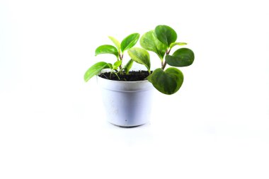 Peperomia Obtusifolia veya peperomia Green (Bebek Lastik Bitkisi) beyaz arka planda izole edilmiş beyaz tencere üzerinde