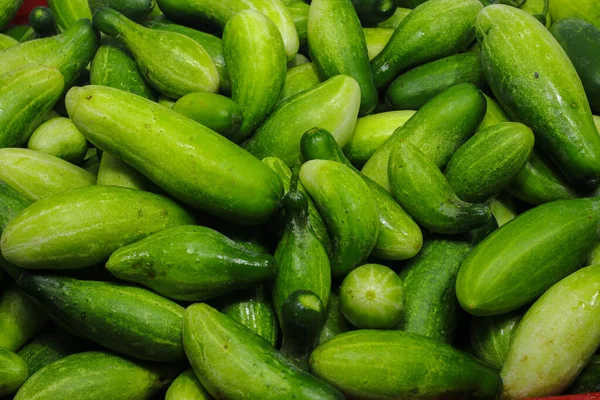 Een Grote Groep Verse Komkommers Een Rode Plastic Bakje Klaar — Stockfoto