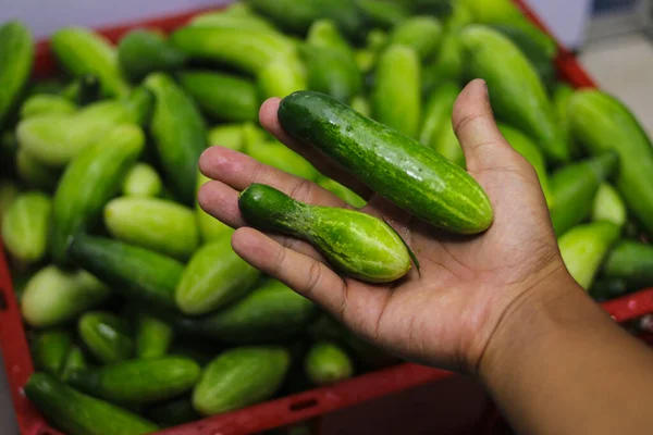 İyi ve kötü kalite salatalıklarla kırmızı plastik bir kapta bulunan büyük bir grup salatalık geleneksel Endonezya pazarında satmaya hazır..