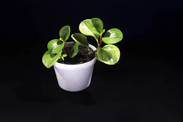 Peperomia Obtusifolia Peperomia Green Baby Rubber Plant Sobre Maceta Blanca — Foto de Stock