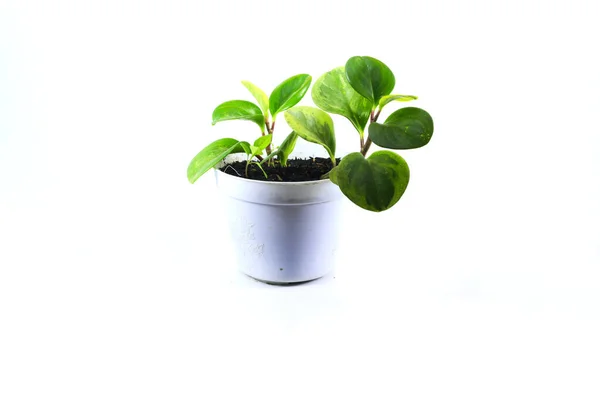 Peperomia Obtusifolia Peperomia Green Baby Rubber Plant Sobre Vaso Branco — Fotografia de Stock