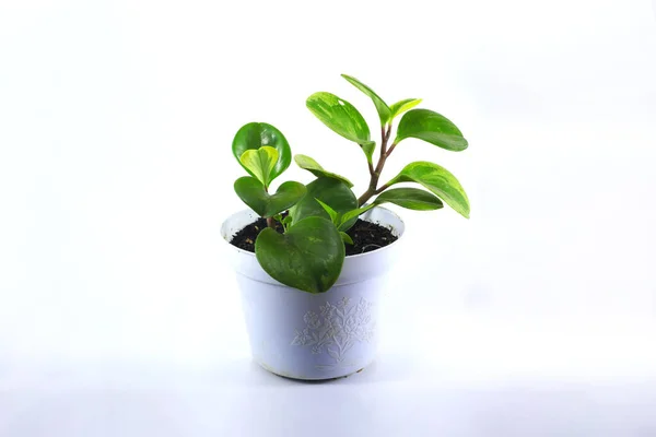 Peperomia Obtusifolia Peperomia Green Baby Rubber Plant Sobre Vaso Branco — Fotografia de Stock