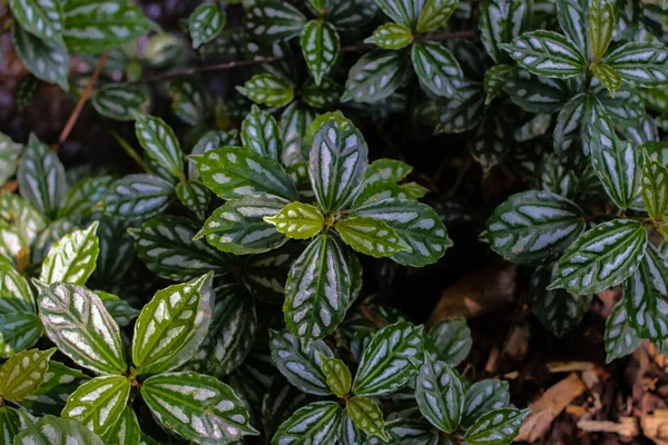 Vista Perto Planta Alumínio Selvagem Pilea Cadierei Pilea Melancia Está — Fotografia de Stock