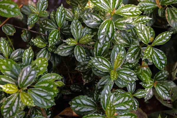 Pandangan Dekat Tanaman Aluminum Liar Pilea Cadierei Atau Watermelon Pilea — Stok Foto