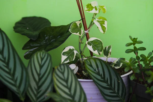 Gartenarbeit Nahaufnahme Der Schönen Aroid Rebe Namens Pothos Joy Epipremnum — Stockfoto