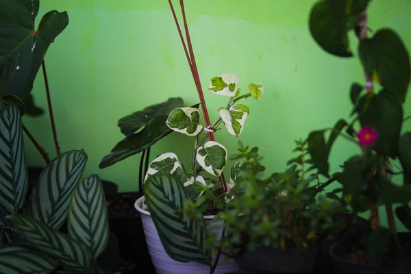 Trädgårdsskötsel Närbild Vackra Aroid Vinstockar Kallas Pothos Joy Epipremnum Aureum — Stockfoto