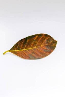 Beyaz arkaplanda tek kahverengi Jackfruit yaprağı izole