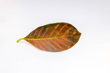 Beyaz arkaplanda tek kahverengi Jackfruit yaprağı izole