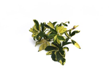 Schefflera arboricola (Tanaman Walisongo) bitki yaprakları beyaz arka planda izole edilir.