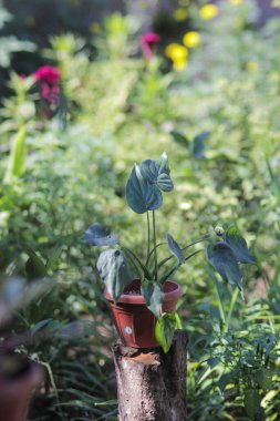 Bahçesinde kırmızı tencere olan Alocasia cucullata. Bu bitki Çin tarosu, Çin maymunu, Buda 'nın eli ya da kapüşonlu fil kulağı olarak da bilinir..