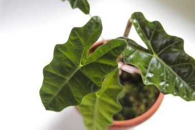 Alocasia yapraklarının yakın görüntüsü. Alocasia Pseudo Sanderiana ya da Endonezya Yerel Alocasia Amazonica Sanderiana, beyaz arka planda izole edilmiş kırmızı kaplarda, stok resimleriyle. Egzotik tropikal yaprak.