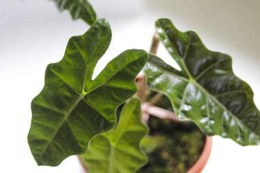 Alocasia yapraklarının yakın görüntüsü. Alocasia Pseudo Sanderiana ya da Endonezya Yerel Alocasia Amazonica Sanderiana, beyaz arka planda izole edilmiş kırmızı kaplarda, stok resimleriyle. Egzotik tropikal yaprak.