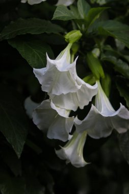 Kecubung, Brugmansia suaveolens, Brezilya 'lı beyaz melek trompeti, ayrıca melek gözyaşları ve karlı melekler olarak da bilinir..