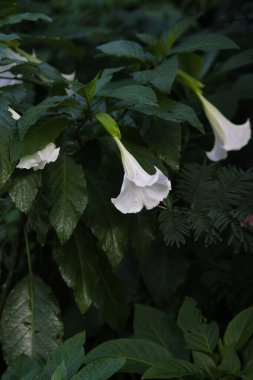 Kecubung, Brugmansia suaveolens, Brezilya beyaz melek trompeti, melekler gözyaşı olarak da bilinir, ve karlı melekler trompet.
