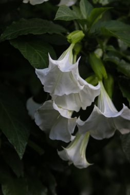 Kecubung, Brugmansia suaveolens, Brezilya beyaz melek trompeti, melekler gözyaşı olarak da bilinir, ve karlı melekler trompet.