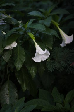 Kecubung, Brugmansia suaveolens, Brezilya beyaz melek trompeti, melekler gözyaşı olarak da bilinir, ve karlı melekler trompet.