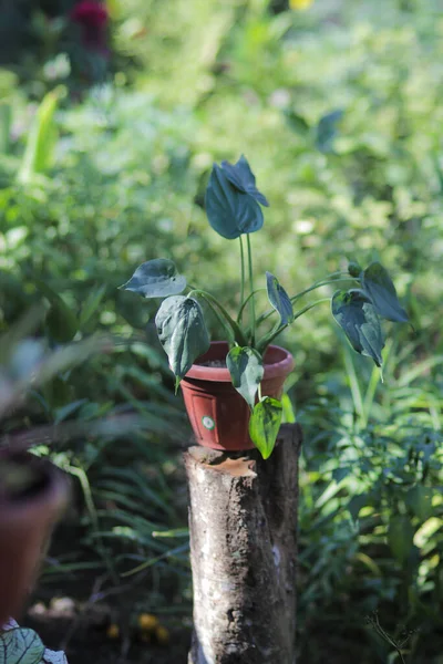 Bahçesinde Kırmızı Tencere Olan Alocasia Cucullata Bitki Çin Tarosu Çin — Stok fotoğraf
