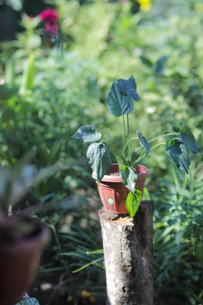 알로하 뻐꾸기는 정원에 냄비와 있습니다 식물은 산타로 유인원 부처의 난쟁이 — 스톡 사진