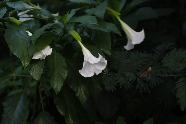 Kecubung, Brugmansia suaveolens, Brezilya beyaz melek trompeti, melek gözyaşları olarak da bilinir, ve karlı melekler trompet.