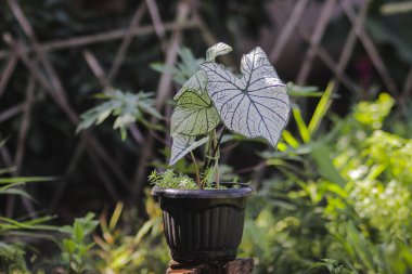 Bahçesinde büyük beyaz yaprakları ve yeşil damarları olan güzel Caladium bitkisi. Caladium Candidum, White Christmas, Keladi Putih. Tropik Ev Bitkisi Bahçe Ürünleri Resimleri.