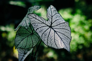 Bahçesinde büyük beyaz yaprakları ve yeşil damarları olan Caladium bitkisinin yakın görüntüsü. Caladium Candidum, White Christmas, Keladi Putih. Tropik Ev Bitkisi Bahçe Ürünleri Resimleri.