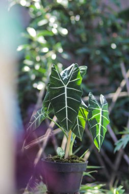 Alocasia micholitziana Frydek yeşil yapraklı ve beyaz damarlı Alocasia Green Velvet olarak da bilinir. Alocasia Bitki Stoku Fotoğrafı.