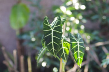 Alocasia micholitziana Frydek yeşil yapraklı ve beyaz damarlı Alocasia Green Velvet olarak da bilinir. Alocasia Bitki Stoku Fotoğrafı.