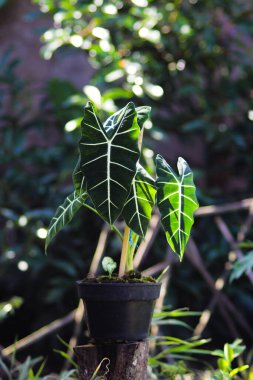 Alocasia micholitziana Frydek yeşil yapraklı ve beyaz damarlı Alocasia Green Velvet olarak da bilinir. Alocasia Bitki Stoku Fotoğrafı.