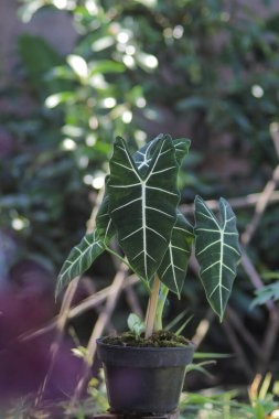 Alocasia micholitziana Frydek yeşil yapraklı ve beyaz damarlı Alocasia Green Velvet olarak da bilinir. Alocasia Bitki Stoku Fotoğrafı.