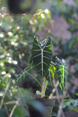 Alocasia micholitziana Frydek yeşil yapraklı ve beyaz damarlı Alocasia Green Velvet olarak da bilinir. Alocasia Bitki Stoku Fotoğrafı.