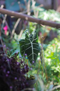 Alocasia micholitziana Frydek yeşil yapraklı ve beyaz damarlı Alocasia Green Velvet olarak da bilinir. Alocasia Bitki Stoku Fotoğrafı.