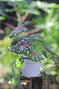 Yeşil Caladium kırmızı yıldızı ya da İsa 'nın kalbi, ya da beyaz noktalı üç renkli kaladyum rengi ve bahçedeki beyaz tencerede kırmızı kemik.