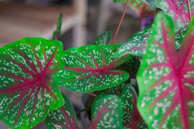 Yeşil Caladium 'un kırmızı yıldızının ya da İsa' nın kalbinin yakın görüntüsünü ya da bahçesinde beyaz noktalar ve kırmızı kemikler olan üç renkli kaladyumu..