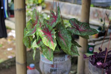 Yeşil Caladium 'un kırmızı yıldızının ya da İsa' nın kalbinin yakın görüntüsünü ya da bahçesinde beyaz noktalar ve kırmızı kemikler olan üç renkli kaladyumu..