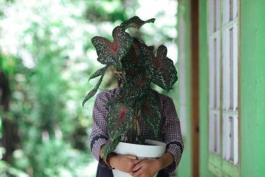 Yeşil Caladium 'un kırmızı yıldızının ya da İsa' nın kalbinin yakın görüntüsünü ya da bahçesinde beyaz noktalar ve kırmızı kemikler olan üç renkli kaladyumu..