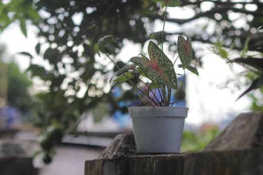 Yeşil Caladium 'un kırmızı yıldızının ya da İsa' nın kalbinin yakın görüntüsünü ya da bahçesinde beyaz noktalar ve kırmızı kemikler olan üç renkli kaladyumu..