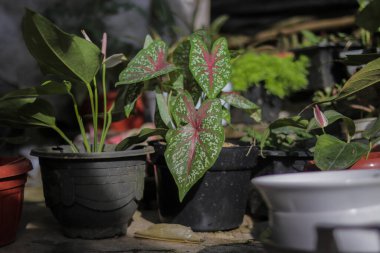 Yeşil Caladium 'un kırmızı yıldızının ya da İsa' nın kalbinin yakın görüntüsünü ya da bahçesinde beyaz noktalar ve kırmızı kemikler olan üç renkli kaladyumu..