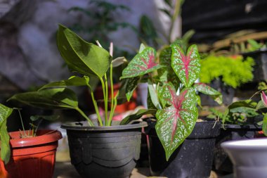 Yeşil Caladium 'un kırmızı yıldızının ya da İsa' nın kalbinin yakın görüntüsünü ya da bahçesinde beyaz noktalar ve kırmızı kemikler olan üç renkli kaladyumu..
