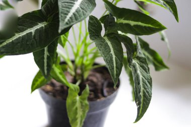 Keladi wedlandi, beyaz arka planda Caladium bitkisi. Kaladyum yapraklarının yakın görüntüsü. ev dekorasyonu için çiçek.